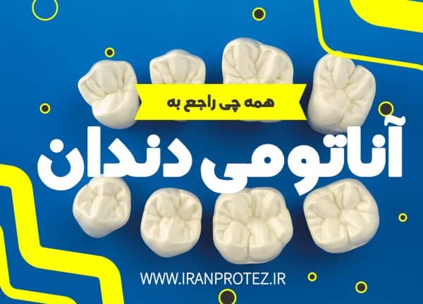 آناتومی دندان | آموزش دندانسازی 2026-1405